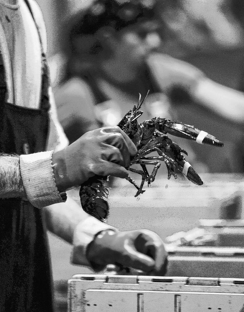There are humane ways to kill lobsters and Maine processors should be using them, readers say.