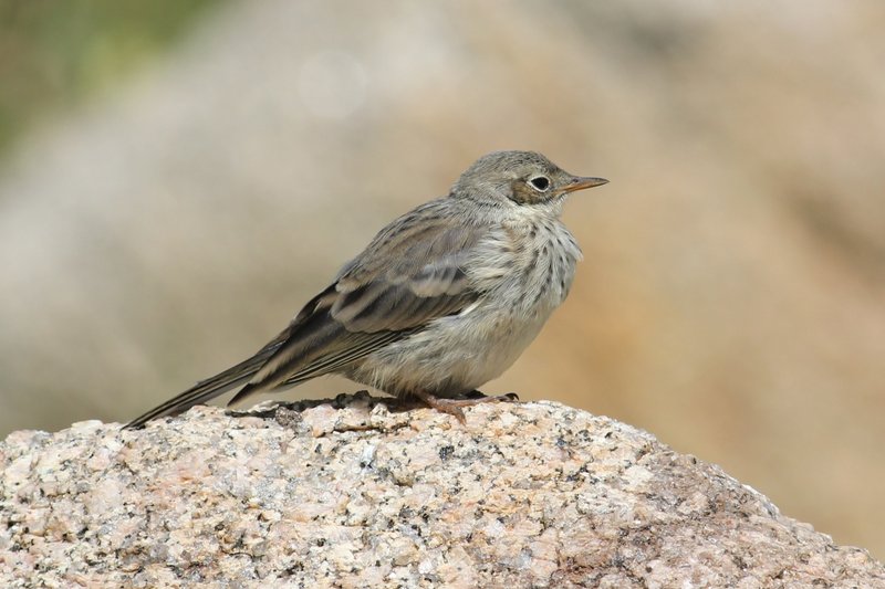 The American Pipit can be seen on a hike up Mt. Katahdin. The species passes through Maine in significant numbers.