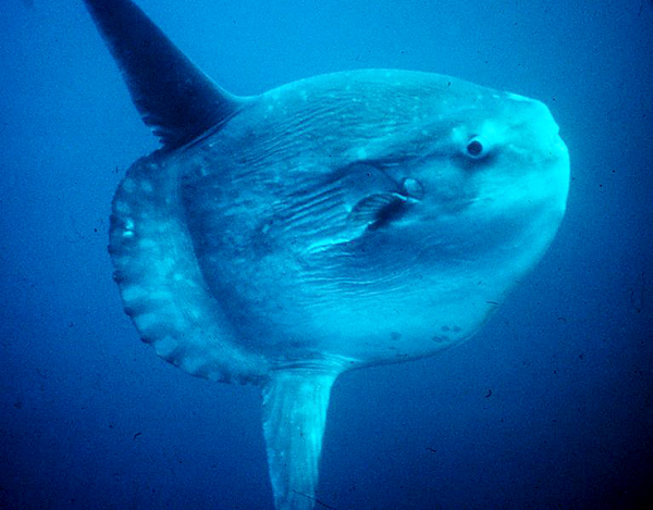 Fishermen are seeing greater numbers of ocean sunfish in Gulf of Maine waters. Sunfish are most often found in warmer water, and prolonged periods spent in water at temperatures of 54 degrees or lower can lead to disorientation and eventual death, experts say.