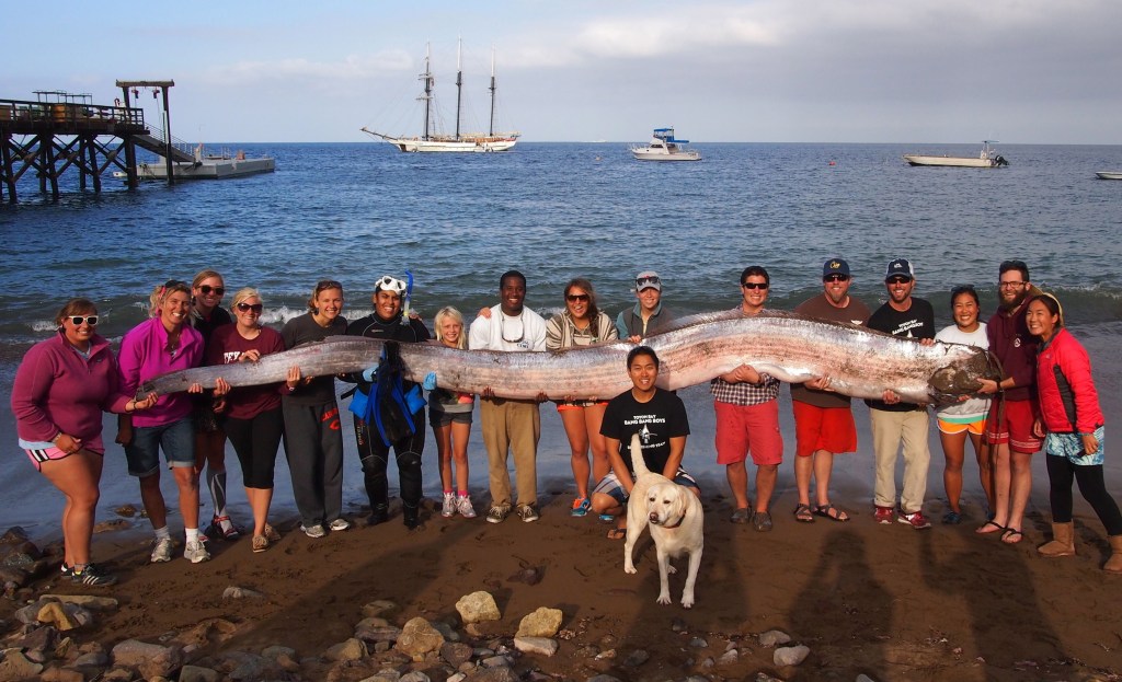 Staff members of the Catalina Island Marine Institute hold an oarfish Sunday that was found in the waters of Toyon Bay on Santa Catalina Island, Calif.