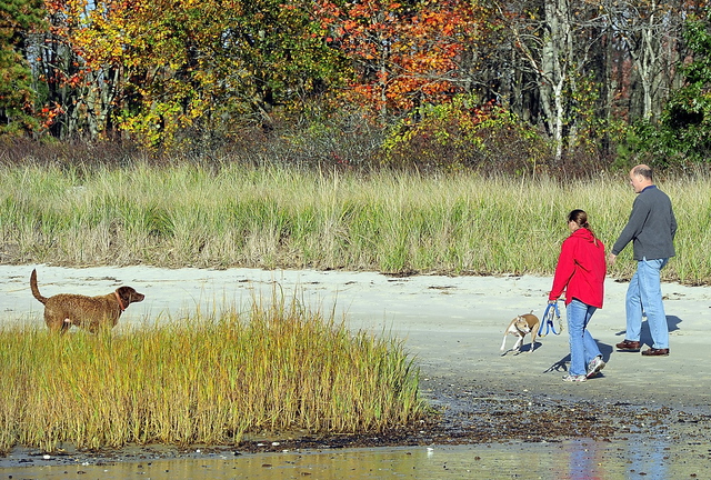 Surrounded by fall colors, Jim and Cynthia Knight of Scarborough let their dogs run on Ferry Beach in Scarborough last week. Scarborough voters will decide on a new leash law.