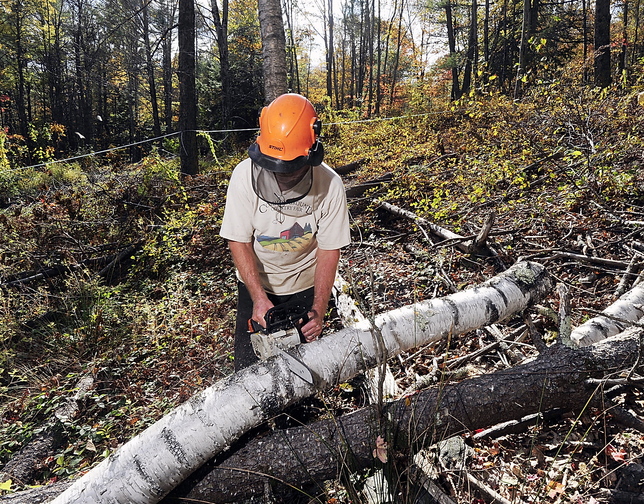 Tom Hoerth, Bath’s city arborist and tree warden, cuts a white birch Tuesday in the Butler Head Preserve to increase the sunlight for the sugar maples. The work is part of the city’s community forest-management program. Schoolchildren learn a practical skill and produce a marketable item, maple syrup, in the forests.