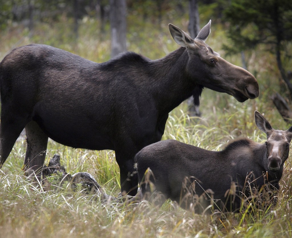 New Hampshire hunters found the most success in the northern part of the state, such as the Franconia Notch region, where the moose herd is thought to be thriving.