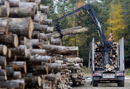 Scott Sargent of Western Maine Timberlands unloads cut trees Tuesday at Southern Maine Firewood in Gorham, which has had a waiting list since September for customers who want seasoned wood.