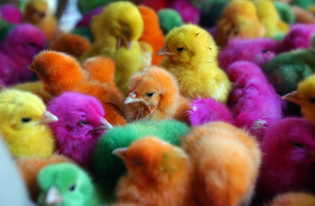 Artificially colored chicks crowd together in a cage at a market in Basra, Iraq. Selling or displaying dyed poultry is illegal in New Hampshire but a state lawmaker wants to change that and says people should be able to dye chickens and other poultry if they want to.