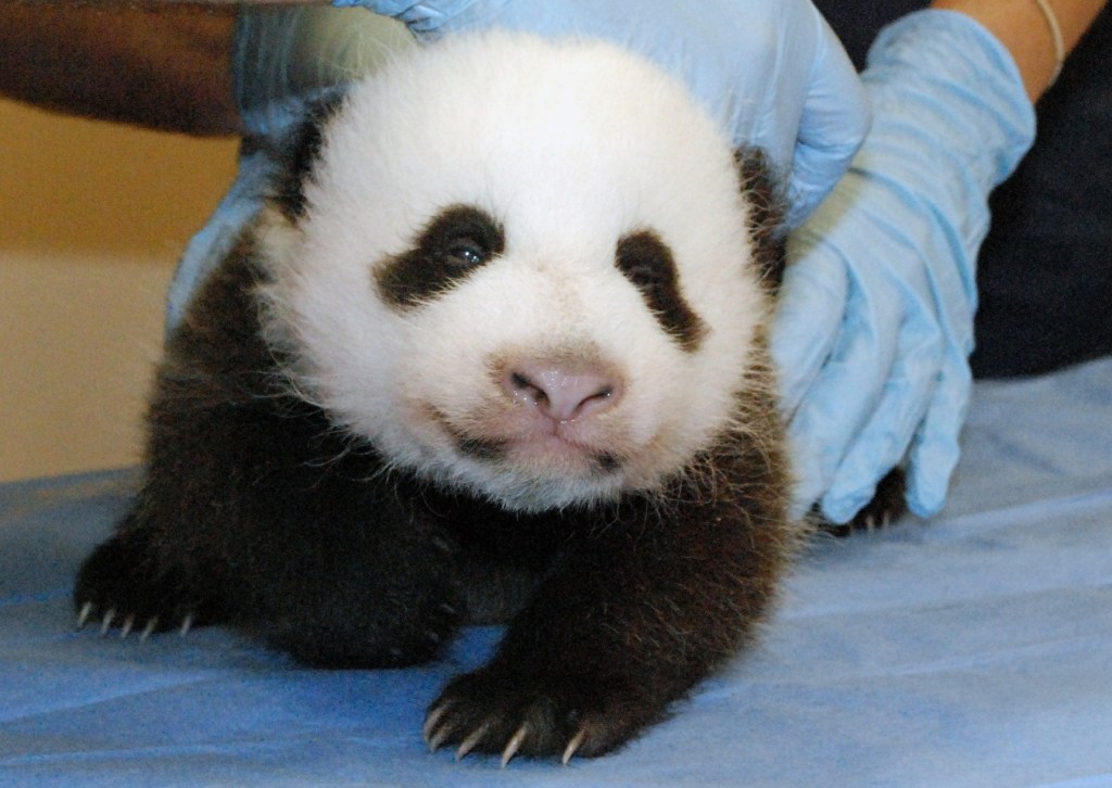 A photo provided by the Smithsonian’s National Zoo shows Mei Xiang’s giant panda cub undergoing an exam on Oct. 11.