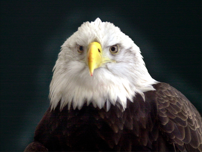 A bald eagle was found dead in Hermon this month and a reward has been offered for information leading to the person who shot it.