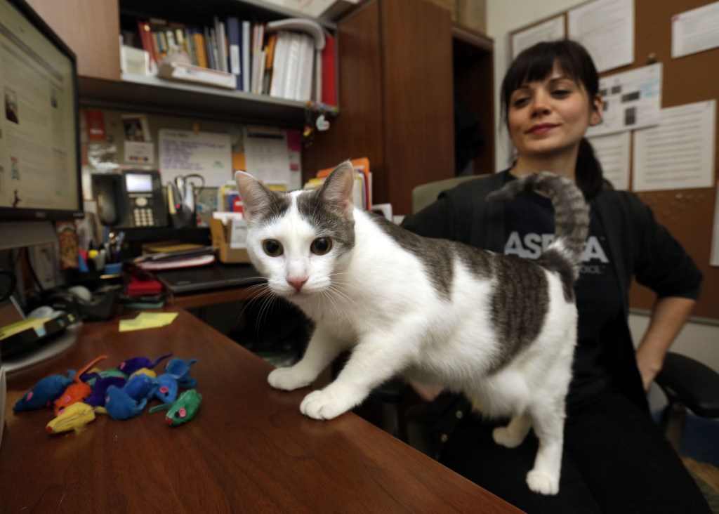 Joy peers into the camera in Jesse Oldham's ASPCA office in New York. She's the last of 300 stray cats taken in at an emergency shelter set up after Superstorm Sandy roared through.