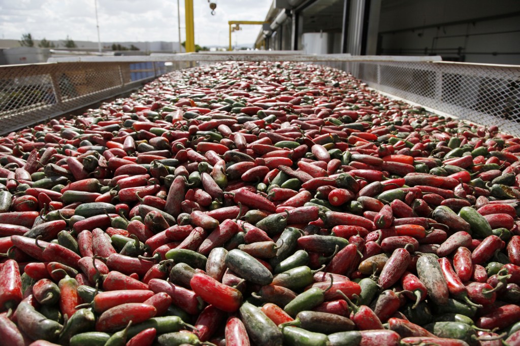 Chili peppers are loaded onto a conveyer belt for making Sriracha chili sauce at the Huy Fong Foods factory in Irwindale, Calif. The maker of Sriracha hot sauce is under fire for allegedly fouling the air around its Southern California production site.