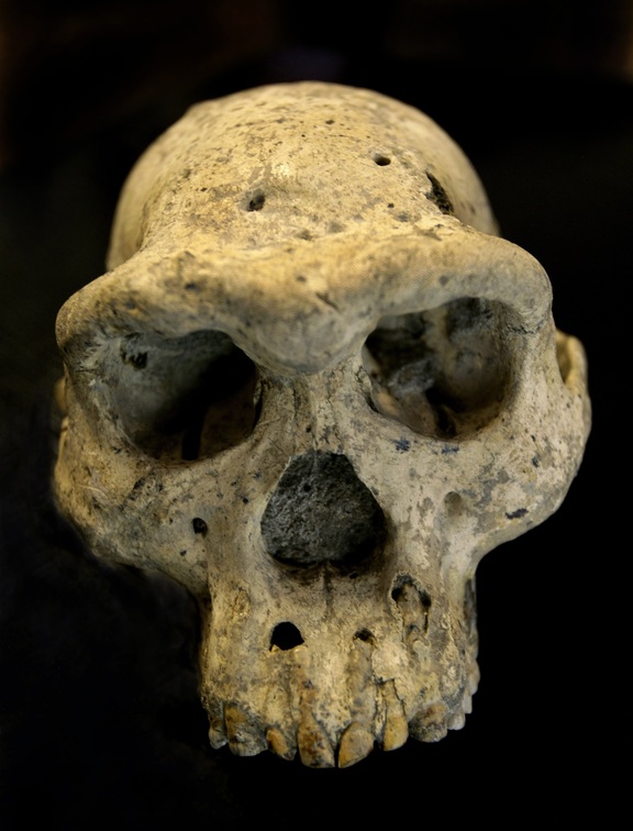 The skull found in the medieval Georgian village.