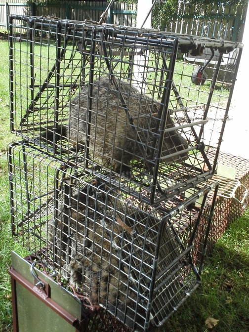 Two groundhogs are caged waiting to be transported from a home where they were captured in Uniontown, Ohio.
