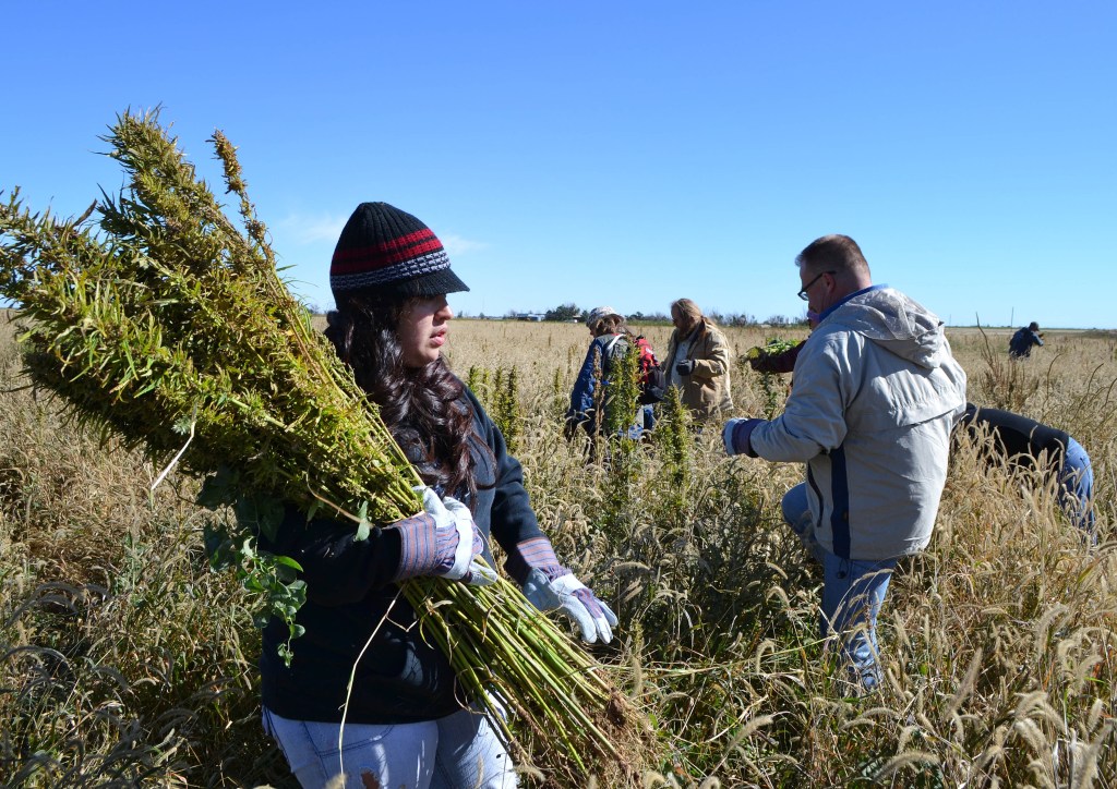 Volunteers harvest hemp at a farm in Springfield, Colo., during the first known harvest of industrial hemp in the U.S. since the 1950s. Hemp and marijuana are the same species, just cultivated differently to enhance or reduce THC.