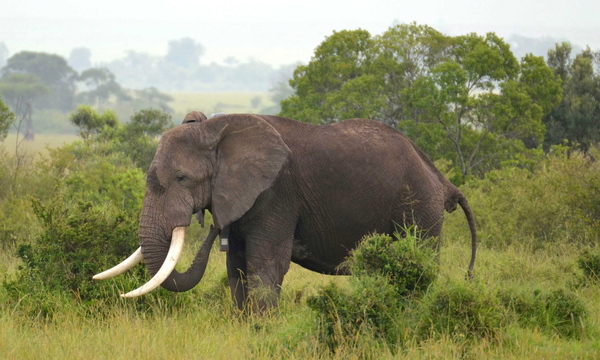 This is one of 15 elephants near the Maasai Mara National Reserve fitted with GPS devices so they can be tracked to see whether they’ve strayed into areas at risk for poaching or human conflict.