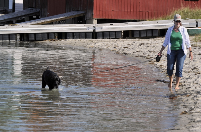 Jane Forner, visiting from Saratoga, New York, walks her dog Ebony with a leash on Scarborough’s Ferry Beach recently.