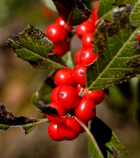 Winterberries range from Maine to Georgia, and aside from being pretty, they’re indicative of a healthy ecosystem.