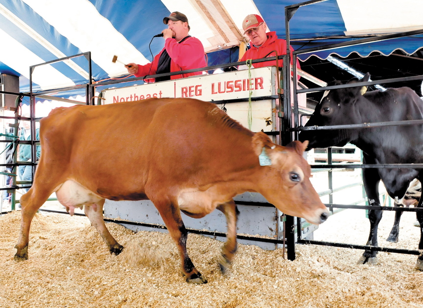 Auctioneer Toby Lussier, left, of Northeast Kingdom Sales sells the Dostie farm’s dairy cattle Wednesday in Fairfield.