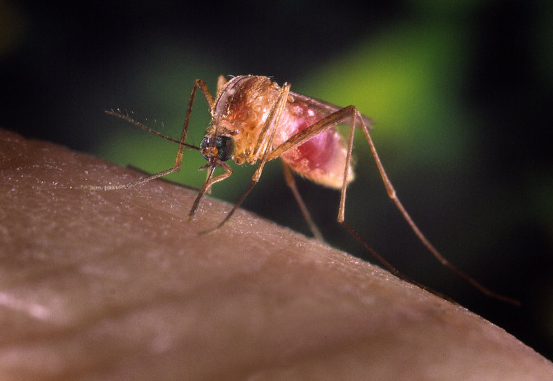 A Culex quinquefasciatus mosquito is shown on a human finger in this undated handout photograph from the Centers for Disease Control and Prevention (CDC). Eastern equine encephalitis, a deadly disease that can be transmitted to humans through mosquito bites, has killed a horse in Fairfield. (REUTERS/James Gathany/Center For Disease Control/Handout)