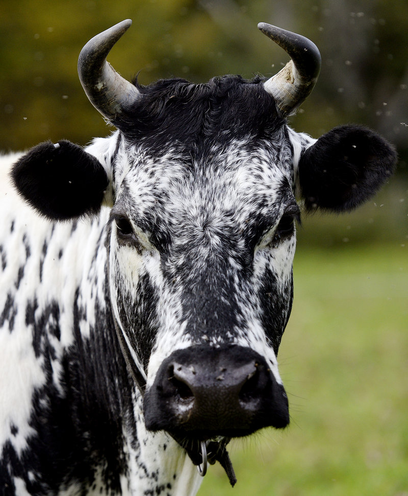 Sarah Wiederkehr describes Winter Hill Farm's Randall cows as "the rarest cows in the Western Hemisphere."