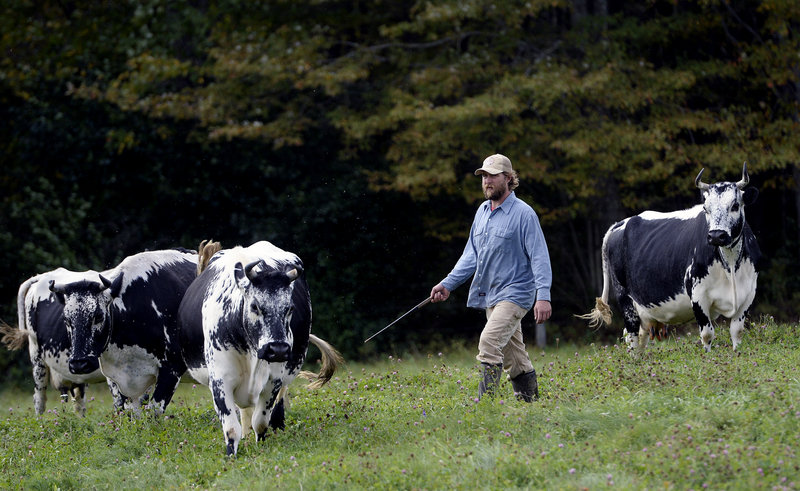 Steve Burger, who with his wife, Sarah Wiederkehr, operates Winter Hill Farm in Freeport, rounds up some of the farm’s rare Randall cows.