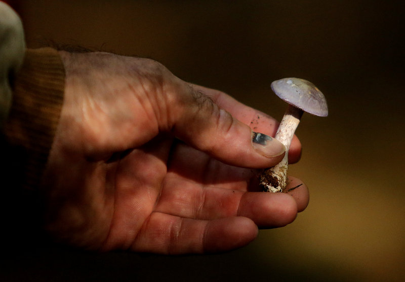 One mushroom in the hand is ... a web cap mushroom displayed by Rob Prybylo, a Maine Master Naturalist.