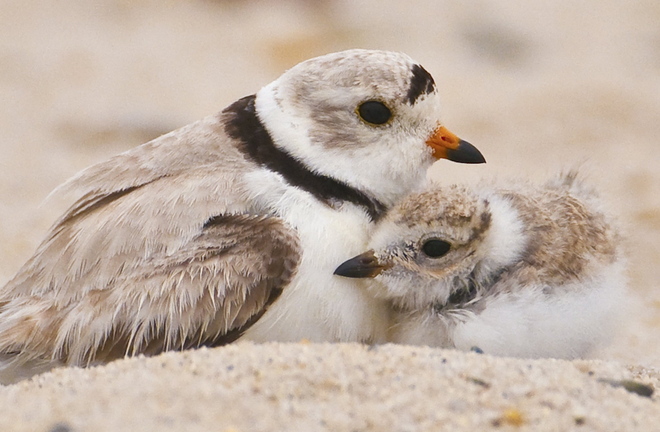 An adult piping plover stands close by a nesting chick. A Scarborough law to protect the birds overreaches, a reader says.