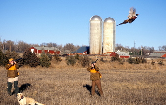 Pheasant hunters are known for their passion for the sport, but no amount of expertise can get around a growing problem – the dwindling number of birds. In large part due to a loss of habitat, the pheasant hunters often return empty-handed.