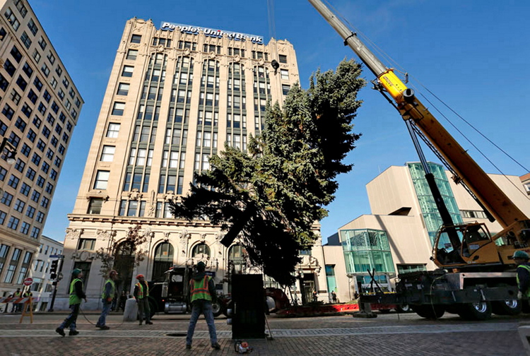 Workers position Portland’s Christmas tree, a 55-foot blue spruce, in Monument Square last week. The tree will be lit .