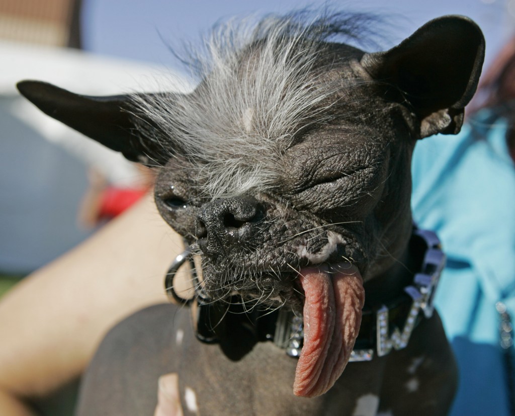 Elwood, a Chinese crested and Chihuahua mix, won the title of world’s ugliest dog of 2007 in Petaluma, Calif.