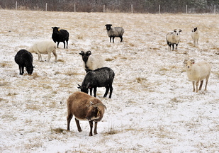 Goats forage for grass under the freshly fallen snow at a farm on Stevens Road in Windham.