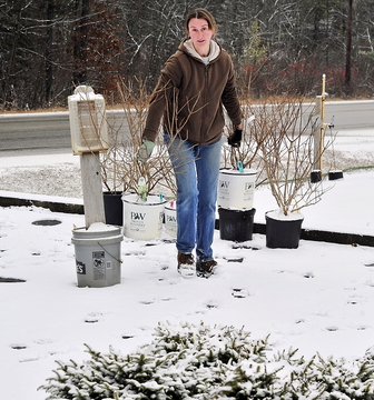 Genevieve Coombs, manager at the Roosevelt Trail Landscape and Garden Center in Windham, moves pots of small trees to a location that will protect them for the winter as the first snowfall hits.