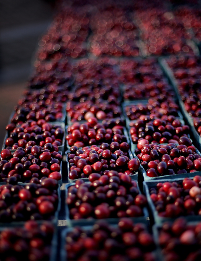 Cranberries are available for sale at the Portland Farmer’s Market on Wednesday. Growers say that they’re grateful for consumers who buy local berries.