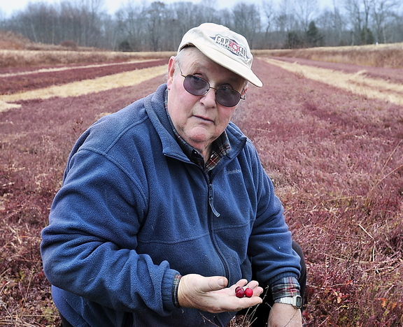 David Popp of Popp Farm in Dresden holds a few cranberries from one of his bogs. He refused to harvest most of his crop because of the low market price.
