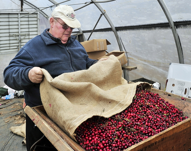 David Popp fills an antique cranberry sorter with organic cranberries harvested from one of his bogs on his farm in Dresden. He plans to sell them in 25-pound boxes to local markets. He refused to harvest his non-organic cranberries because of the low price.