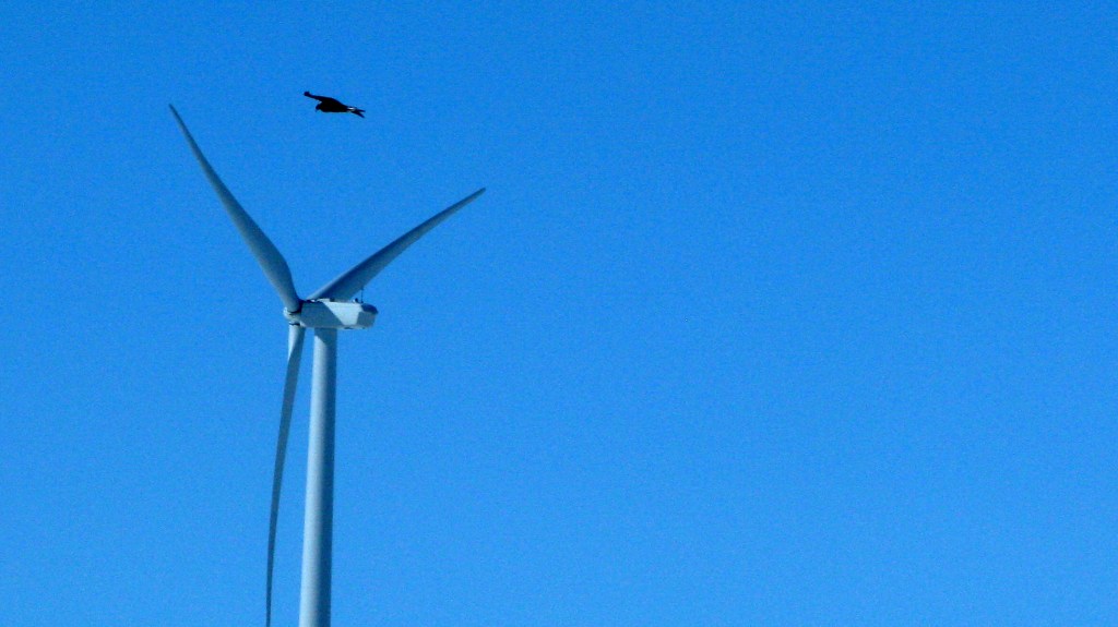 A golden eagle is seen flying over a wind turbine on Duke Energy’s Top of the World wind farm in Converse County, Wyo., in April. The Obama administration is taking action against wind farms for killing eagles.