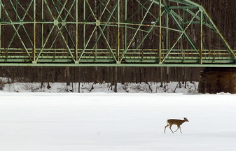 A whitetail deer crosses the Kennebec River from Richmond to Swan Island. Drivers should be on the lookout for deer this winter due to a rebounding population of the herd.