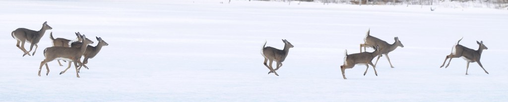 Whitetail deer cross a frozen pond in Monmouth.