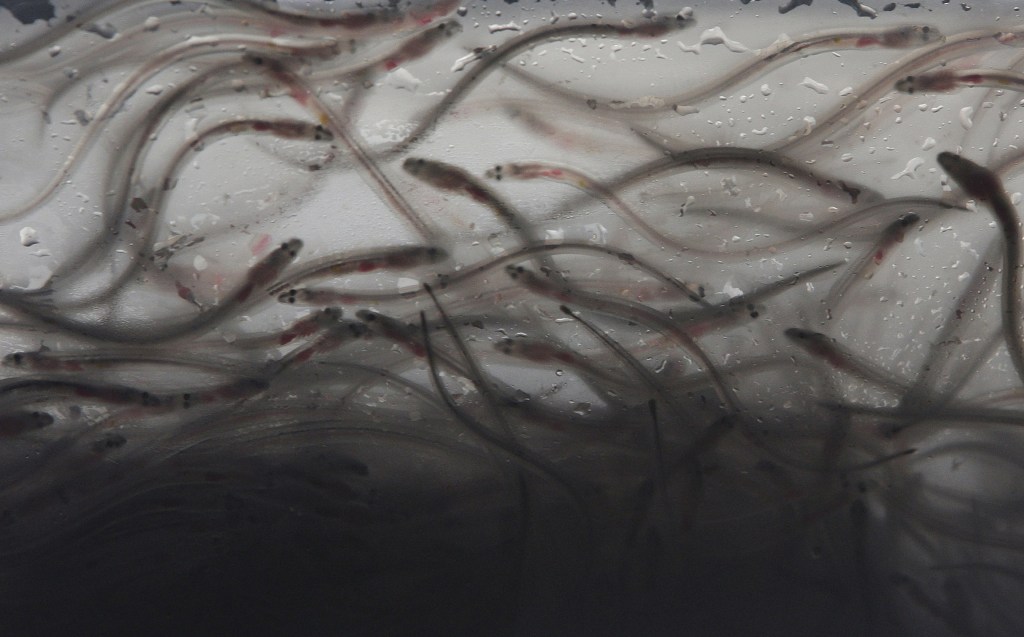 Elvers – baby eels – swim in a plastic bag after an illegal shipment was confiscated in the Philippines. In Maine, the price of elvers climbed to $2,000 a pound last year, and authorities are looking at elver fishermen with suddenly elevated incomes as possible welfare cheats.