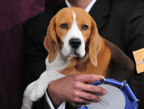Uno, a 15-inch beagle, winner of the hound group, poses with his blue ribbon at the 132nd Westminster Kennel Club Dog Show at Madison Square Garden in New York on Feb. 11, 2008. A large DNA study suggests dogs arose from wolves in Europe some 19,000 to 32,000 years ago. Results were published online Thursday by the journal Science.