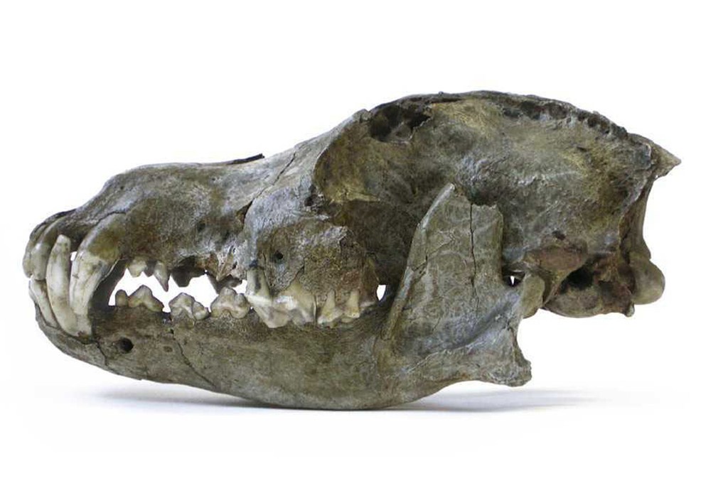 A lateral view of a Pleistocene wolf skull from a cave in Belgium dated to be 26,000 years old.