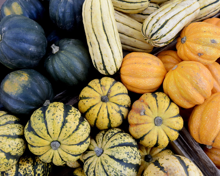 A variety of squash is displayed at the Portland Farmers Market. From bottom, clockwise, sugar dumpling, acorn, delicata and golden acorn.