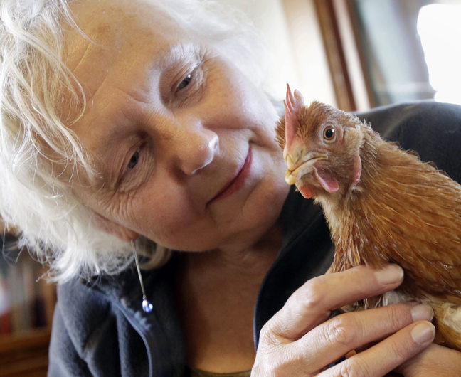 Mary Britton Clouse, who operates Chicken Run Rescue in Minneapolis, holds a chicken Thursday. There is a population explosion of poultry needing shelters.