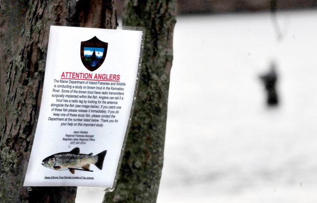 A sign posted below the Shawmut Dam informs anglers that a study is underway for brown trout populations and urges fishermen to release tagged fish stocked by the Department of Inland Fisheries and Wildlife. A fisherman tries his luck downstream in the Kennebec River.
