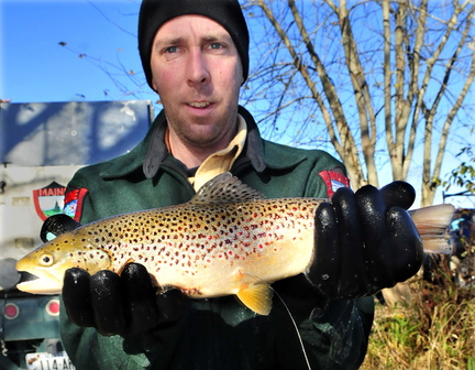Fish culturist Chad Ridlon holds a tagged brown trout that was released into the Kennebec River below the Shawmut Dam on Oct. 29. An antenna can be seen below the fish at right that will allow biologists to record behavior of the fish in an attempt to understand why the fish are not surviving in the water.