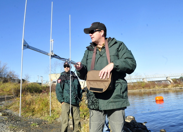 Department of Inland Fisheries and Wildlife biologist Jason Seiders uses portable radio telemetry equipment to monitor tagged brown trout that were released in the Kennebec River below the Shawmut Dam on Oct. 29. A two-year study is underway to determine why trout are not surviving and growing in the area.