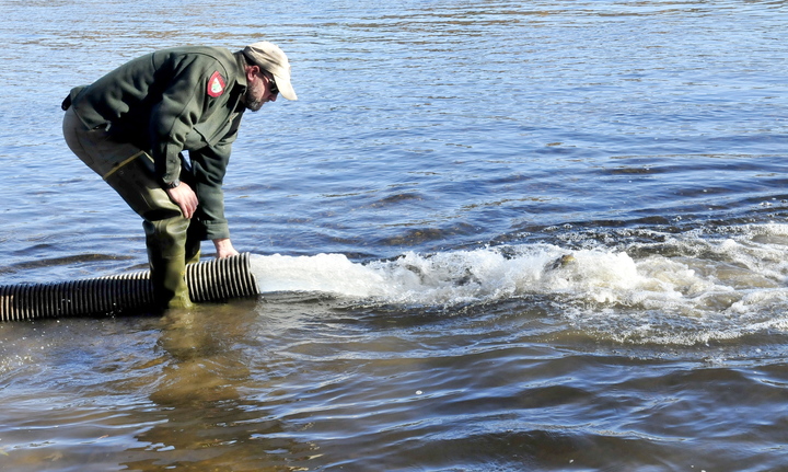 Fish culturist Scott Davis watches as hundreds of brown trout are released into the Kennebec River below the Shawmut Dam on Oct. 29.