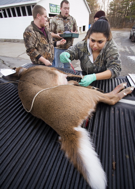 Sylvana Jaramillo, a Unity College wildlife and fisheries student, takes blood from a deer at the Freedom General Store tagging station on Saturday. She and four other Unity students were at the station as part of their studies.