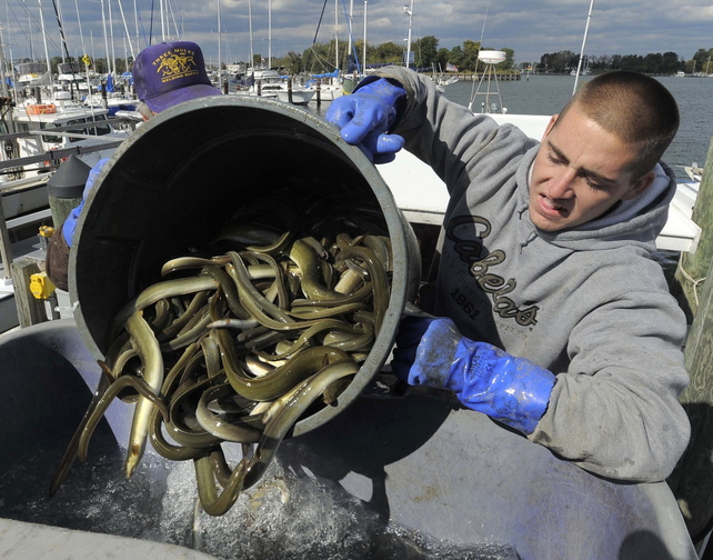 Jake Walker helps move some of the 450 pounds of eels that were caught Oct. 24.