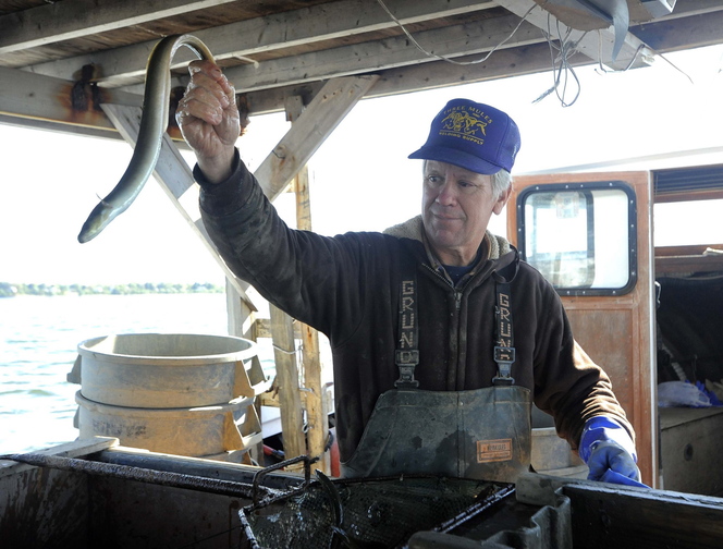Jimmy Trossbach holds an eel he caught Oct. 24. He is one of few full-time eelers in Maryland.
