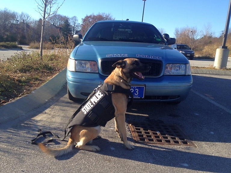 Winger, a 2-year-old Belgain Malinois, is a member of the canine unit that patrols Washington and Hancock counties. He is wearing one of eight new protective vests recently purchased with the help of a donation by Vested Interest in K9.