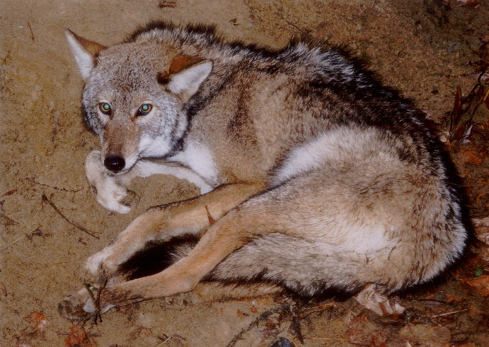 An eastern coyote is photographed near a leghold trap in this 1995 photo, before being released back to the wild.